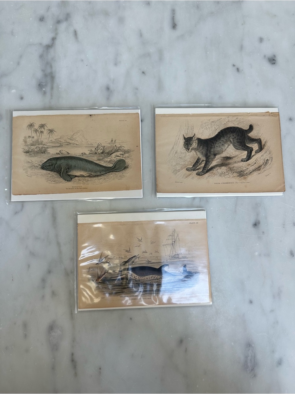 1800s Jardines The Naturalist’s Library Library Lynx, Manatee, Dolphin Prints